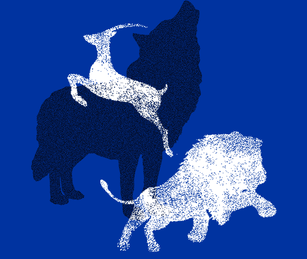 狮子、、、羚羊和狼